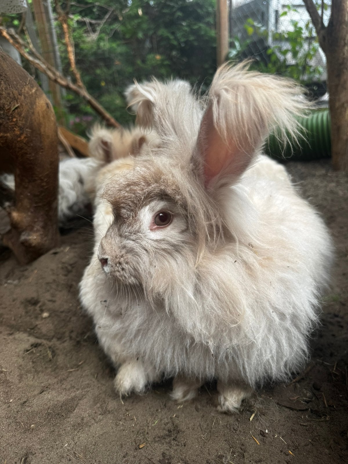 Engelse angora, Dieren en Toebehoren, Vrouwelijk, Groot
