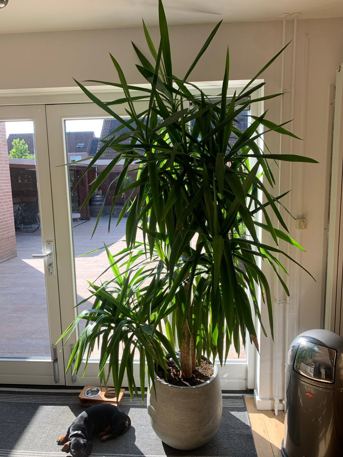 Grote Yucca Kamerplant met Pot - 200 cm hoog, Ophalen, 200 cm of meer, Halfschaduw, In pot