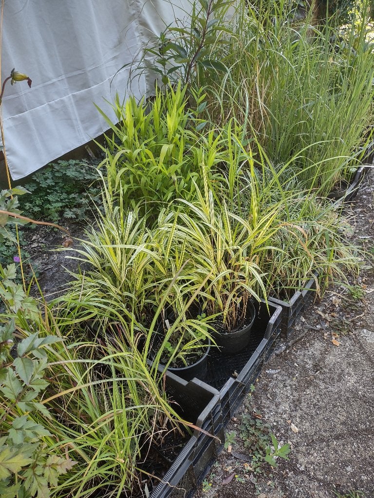 Diverse grassen, Ophalen, Vaste plant, Siergrassen, Volle zon