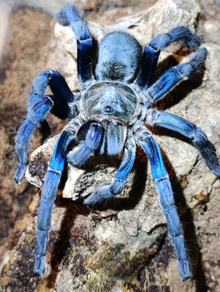 Vogelspinnen: versicolor , brachypelma , metal , avicularia, Spin of Schorpioen