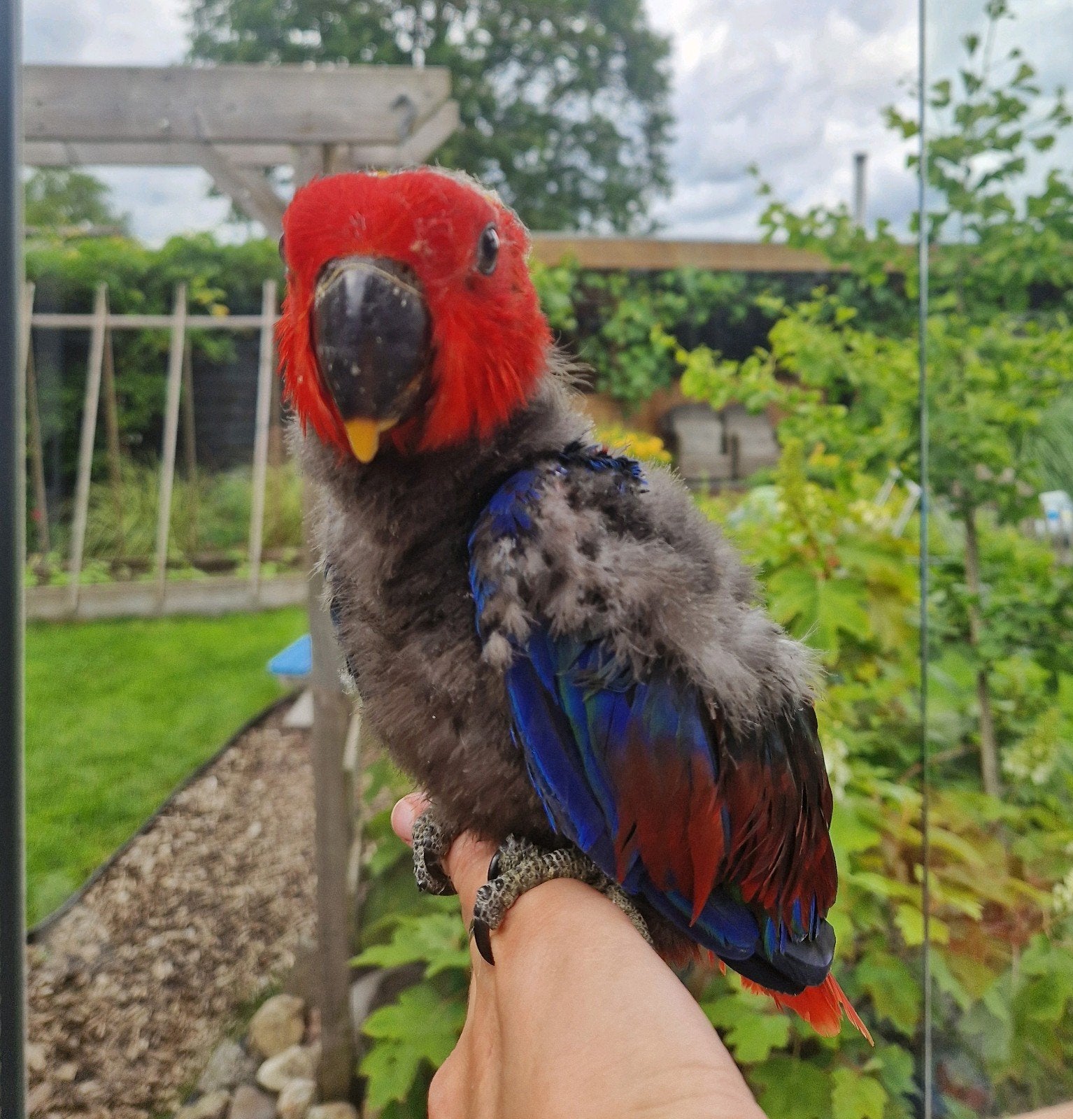 Prachtige jonge edelpapegaai pop, Dieren en Toebehoren, Vogels | Parkieten en Papegaaien