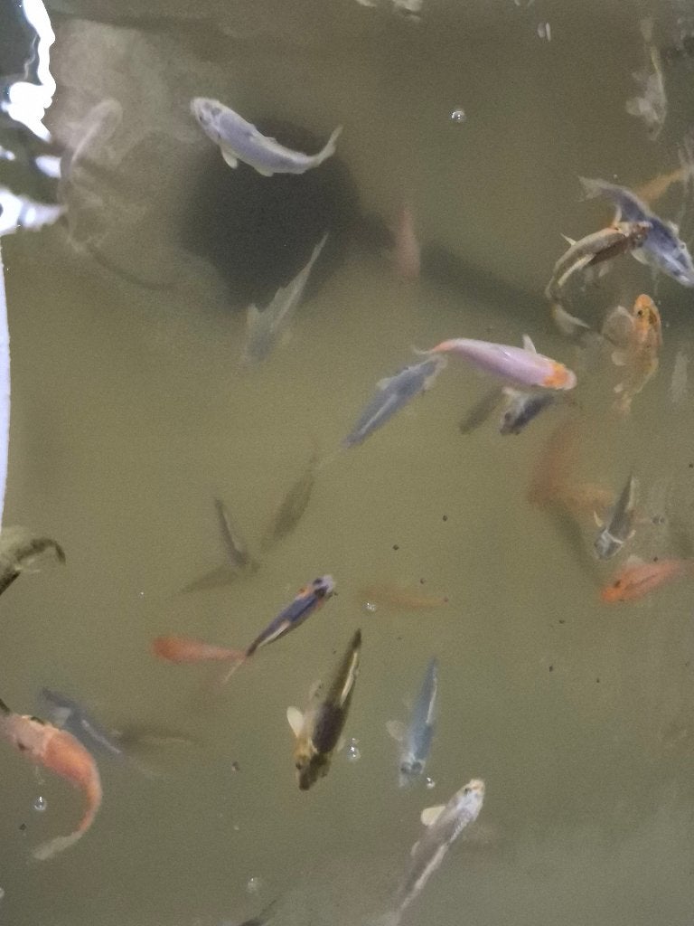 Jonge koi's, Karper of Koi