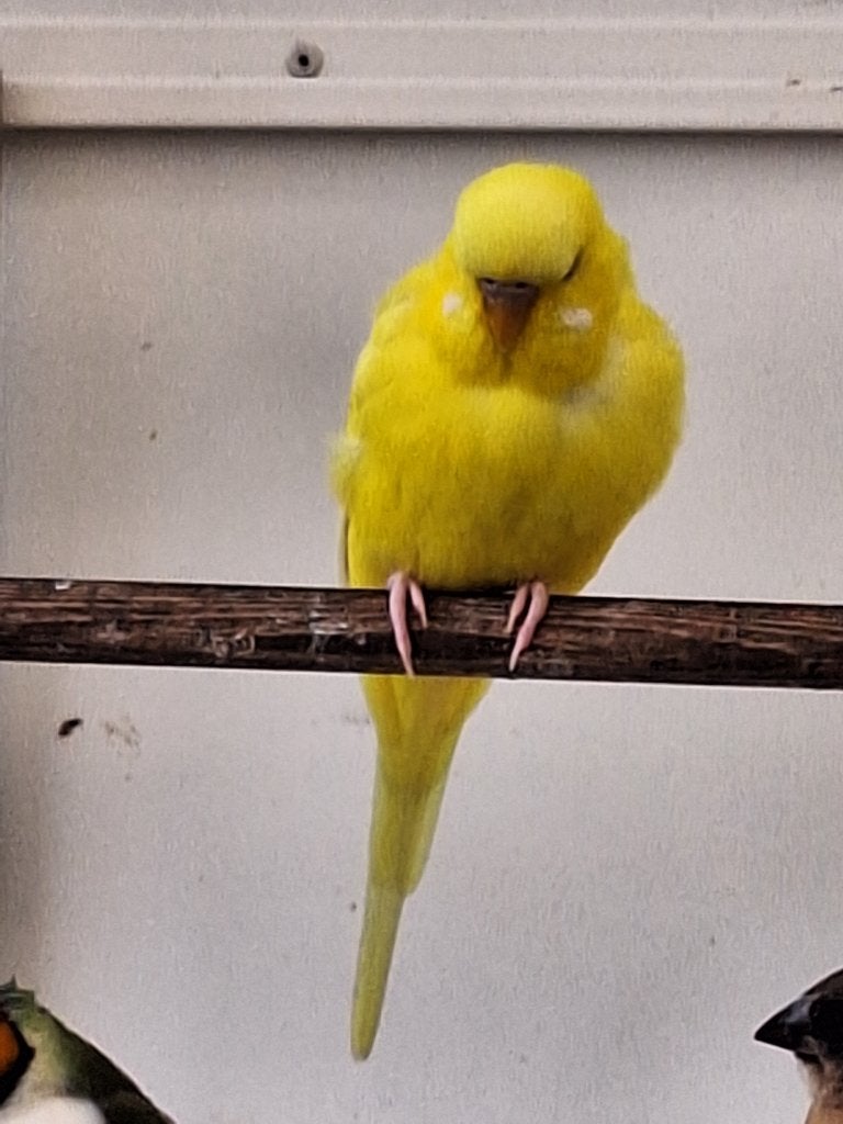 Parkiet afhalen, Geslacht onbekend, Parkiet, Pratend