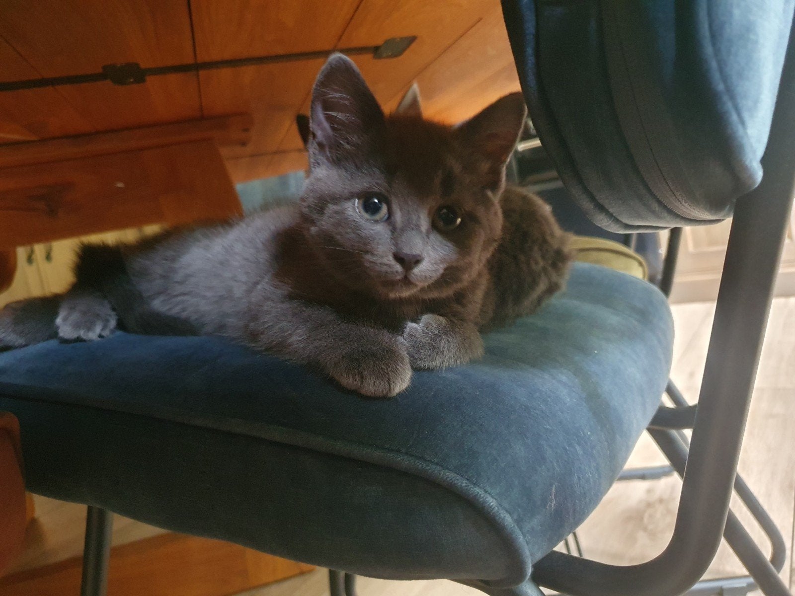 Lieve blauwe / grijze kittens te koop, Dieren en Toebehoren, Katten en Kittens | Raskatten | Korthaar, Meerdere dieren, Ontwormd