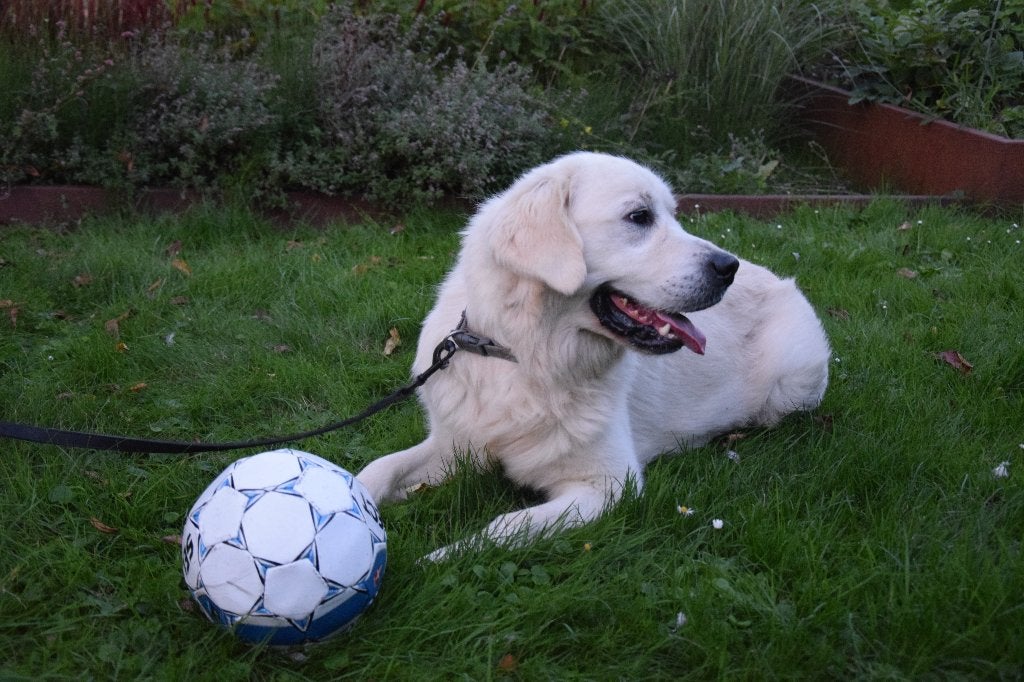 Prachtige Golden Retriever dekreu met fci stamboom., Dieren en Toebehoren, Reu, 1 tot 2 jaar, Meerdere, CDV (hondenziekte)