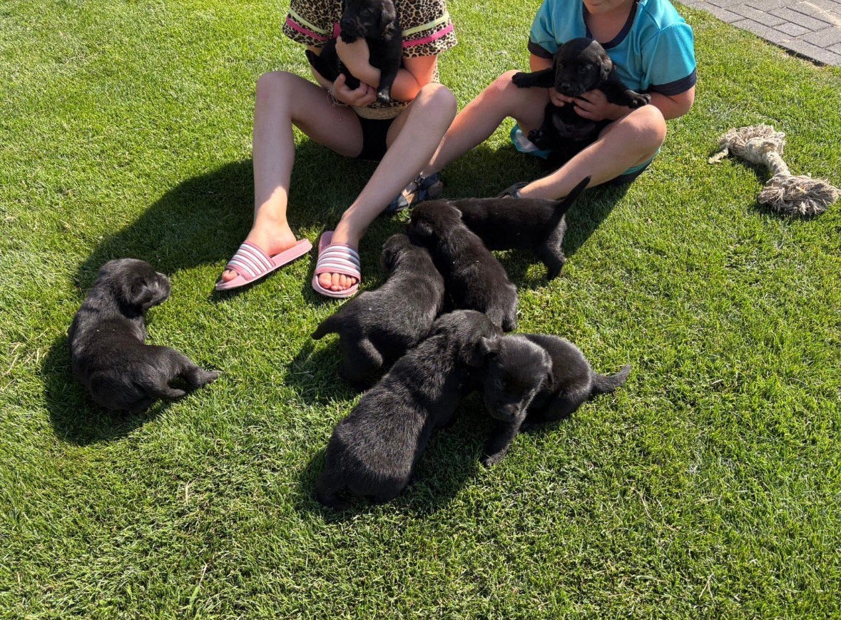 Zwarte labrador retriever pups, 8 tot 15 weken, Labrador retriever, Parvo, Meerdere