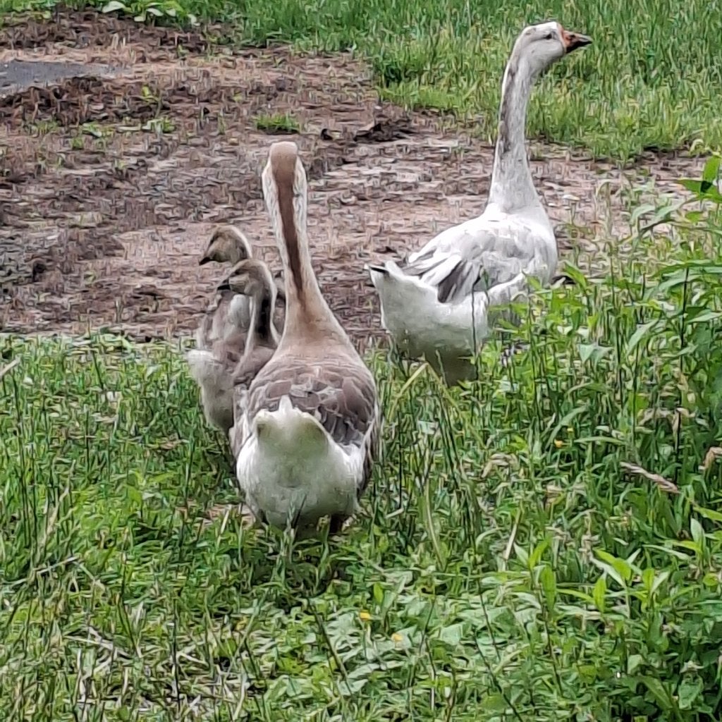 Ganzen, Dieren en Toebehoren, Pluimvee, Meerdere dieren, Gans of Zwaan