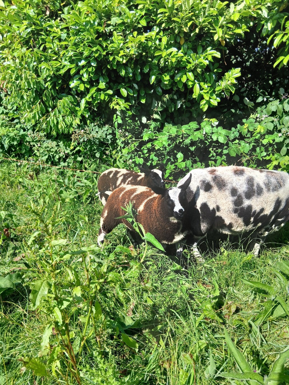 Bonte rammen, Dieren en Toebehoren, Mannelijk, Schaap