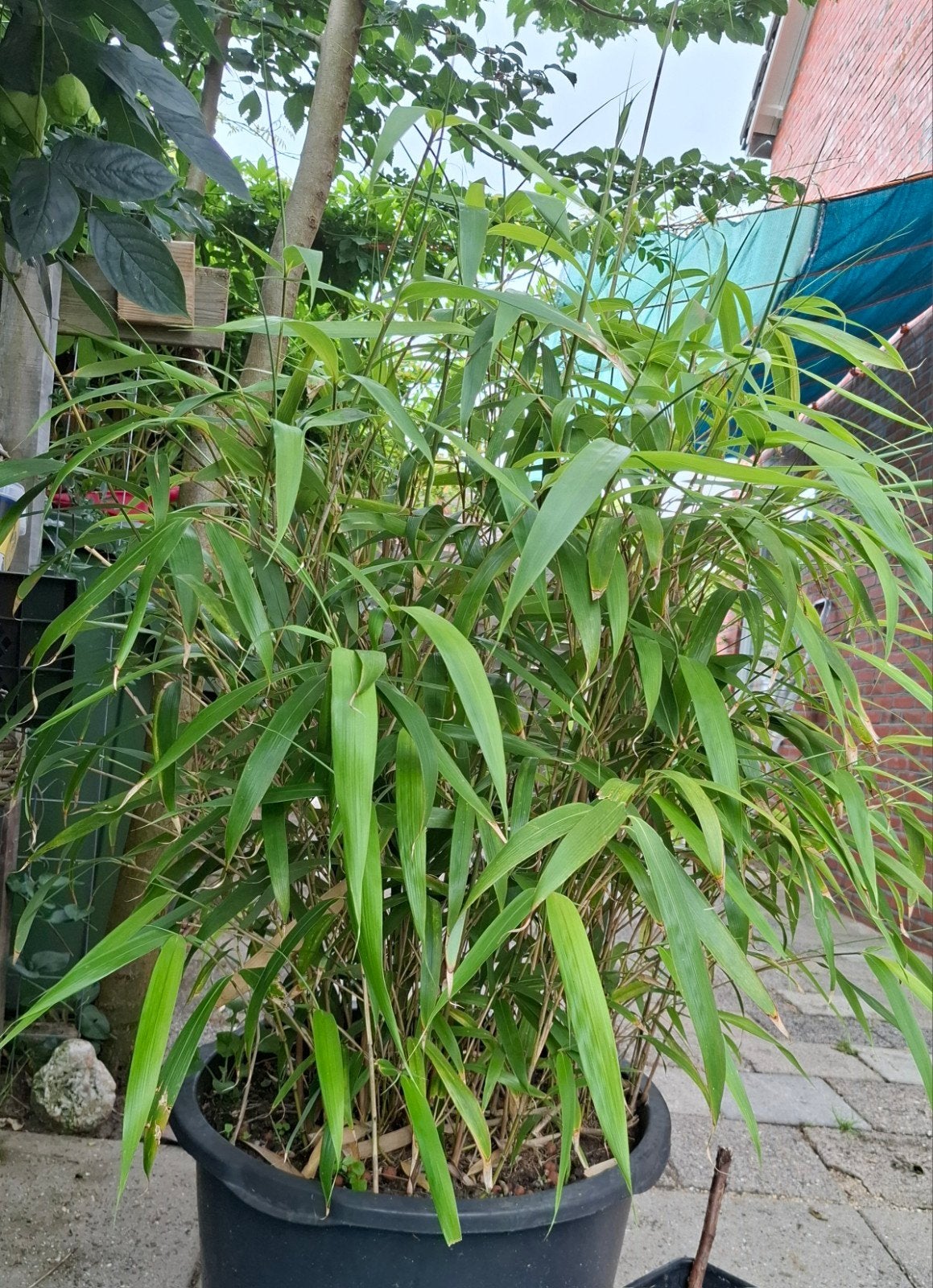 Bamboe in 60 liter kuip, Tuin en Terras, Planten | Bomen, Ophalen, Bloeit niet, Halfschaduw, Overige soorten