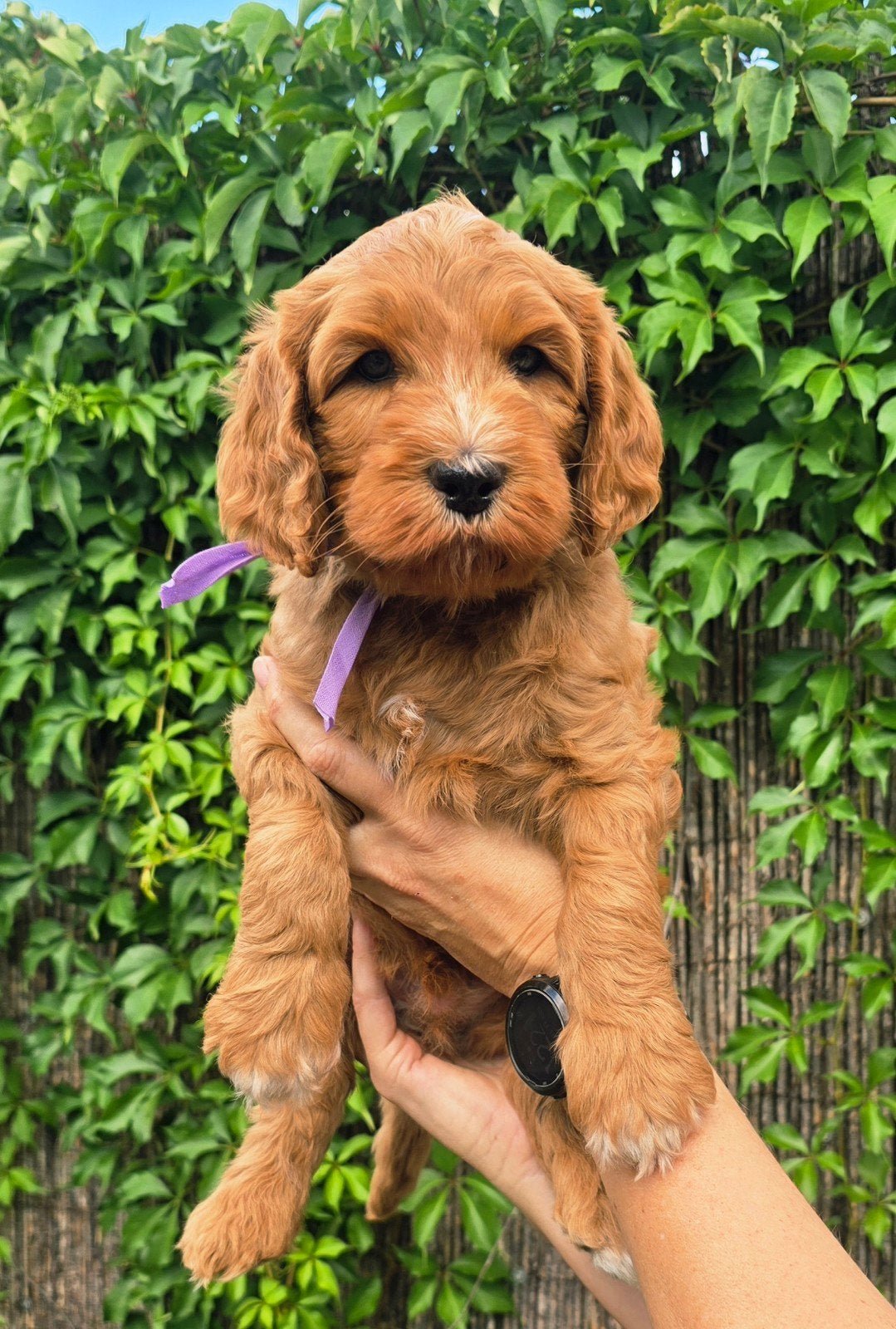 Medium Australian labradoodle puppy !, 8 tot 15 weken, Parvo, Meerdere, Nederland