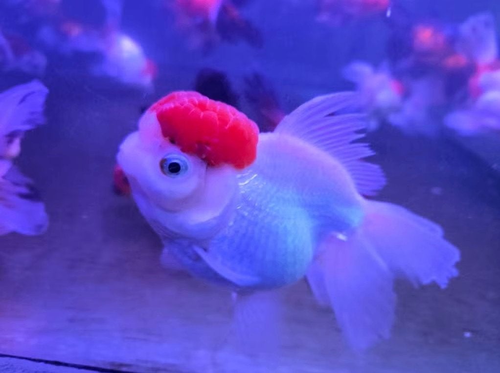 Handpick Oranda, Rozentail, Goudvis 14 / 18 cm - Koidream, Goudvis(sen)