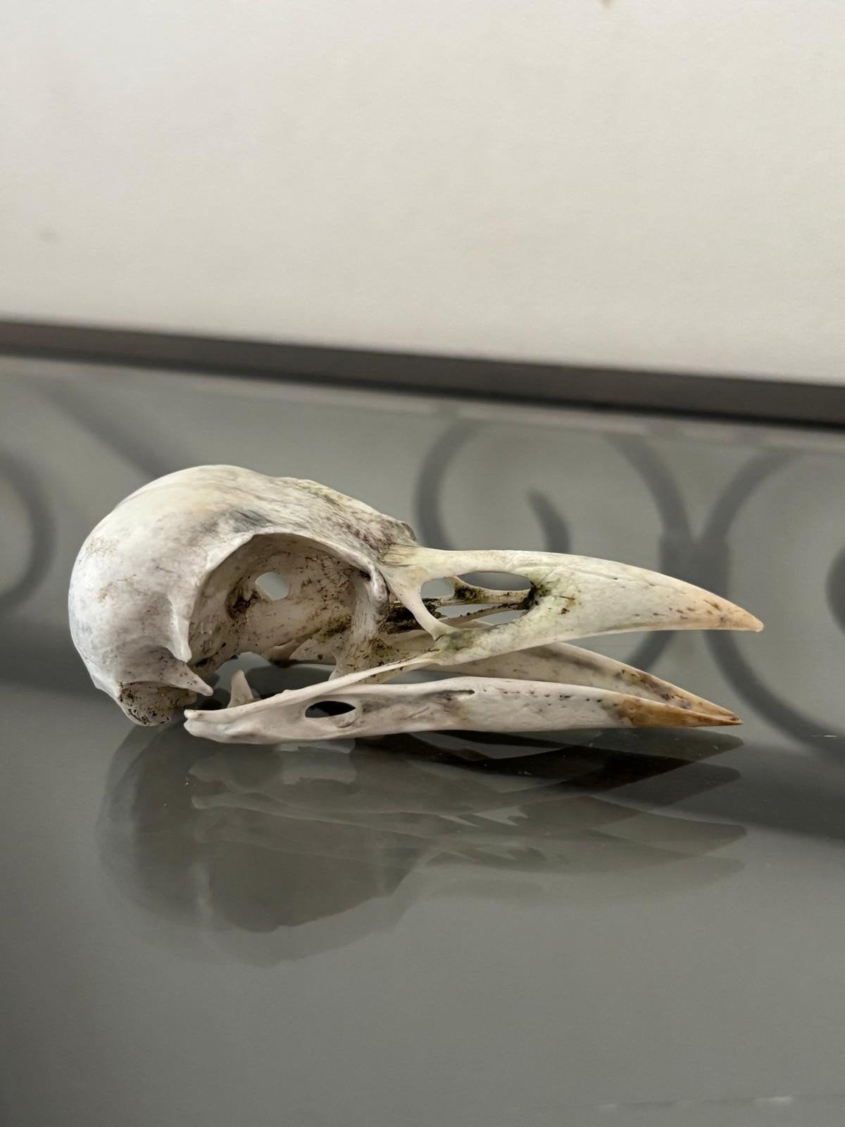 Zwarte Kraai Schedel - Natuurlijk Vergaan, Ophalen, Gebruikt