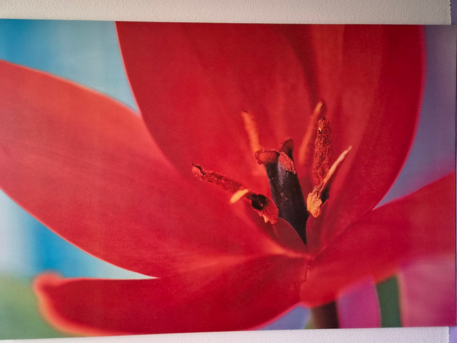 Canvasdoek Rode Tulp - 78x118 cm, Ophalen, Zo goed als nieuw