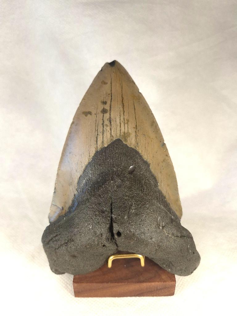 Enorme Megalodon tand - 14.5 cm - fossiel, Ophalen of Verzenden, Fossiel