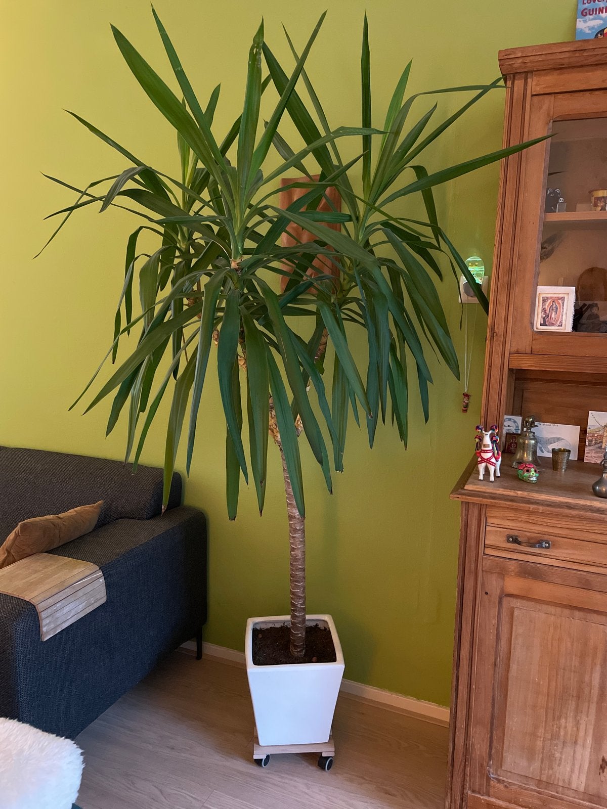 Grote mooie Yucca plant > 2 m. met stenen pot, Ophalen, 200 cm of meer, Halfschaduw, In pot