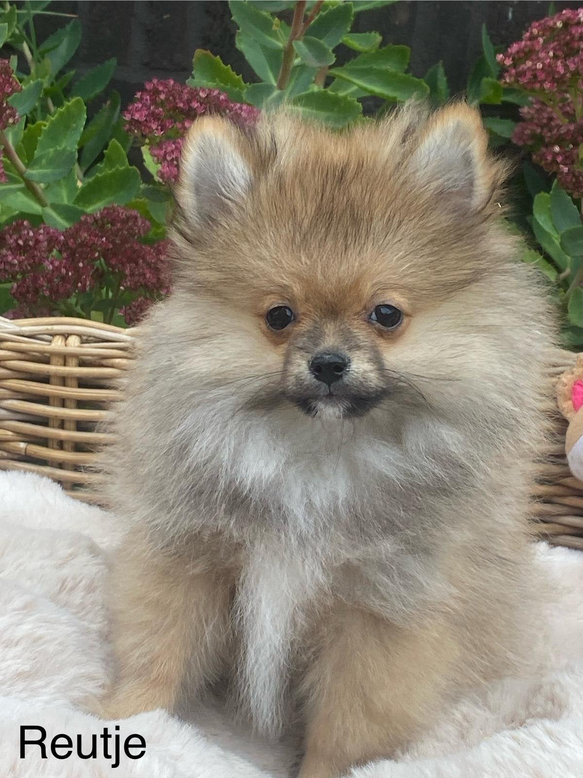Klein kees pups beschikbaar, België, Keeshond, 15 weken tot 1 jaar, CDV (hondenziekte)
