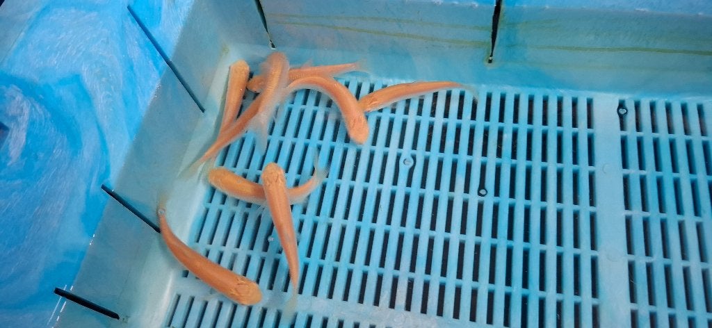 Albino Graskarpers Algeneter, Dieren en Toebehoren, Karper of Koi