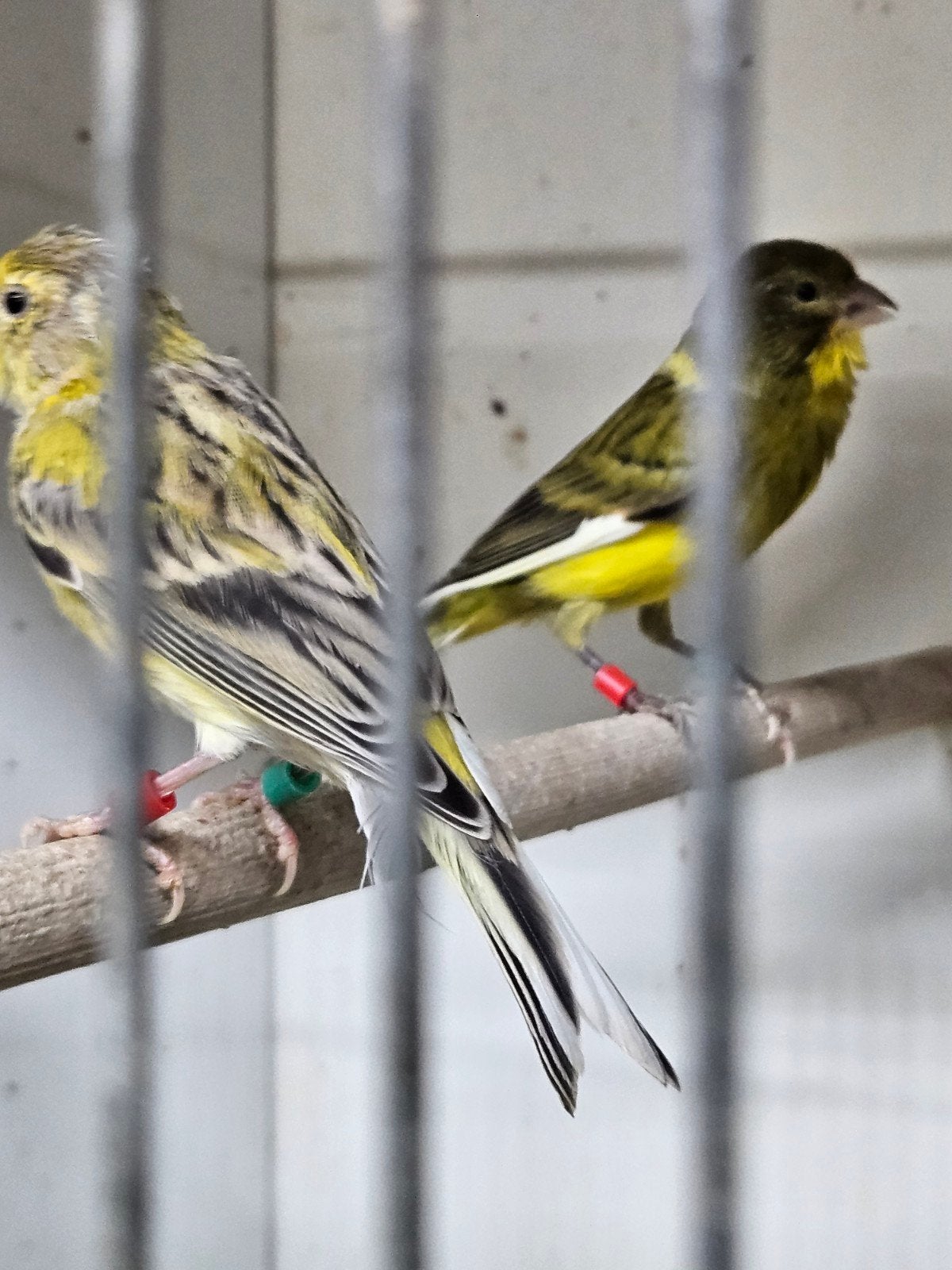 raza mannen, Dieren en Toebehoren