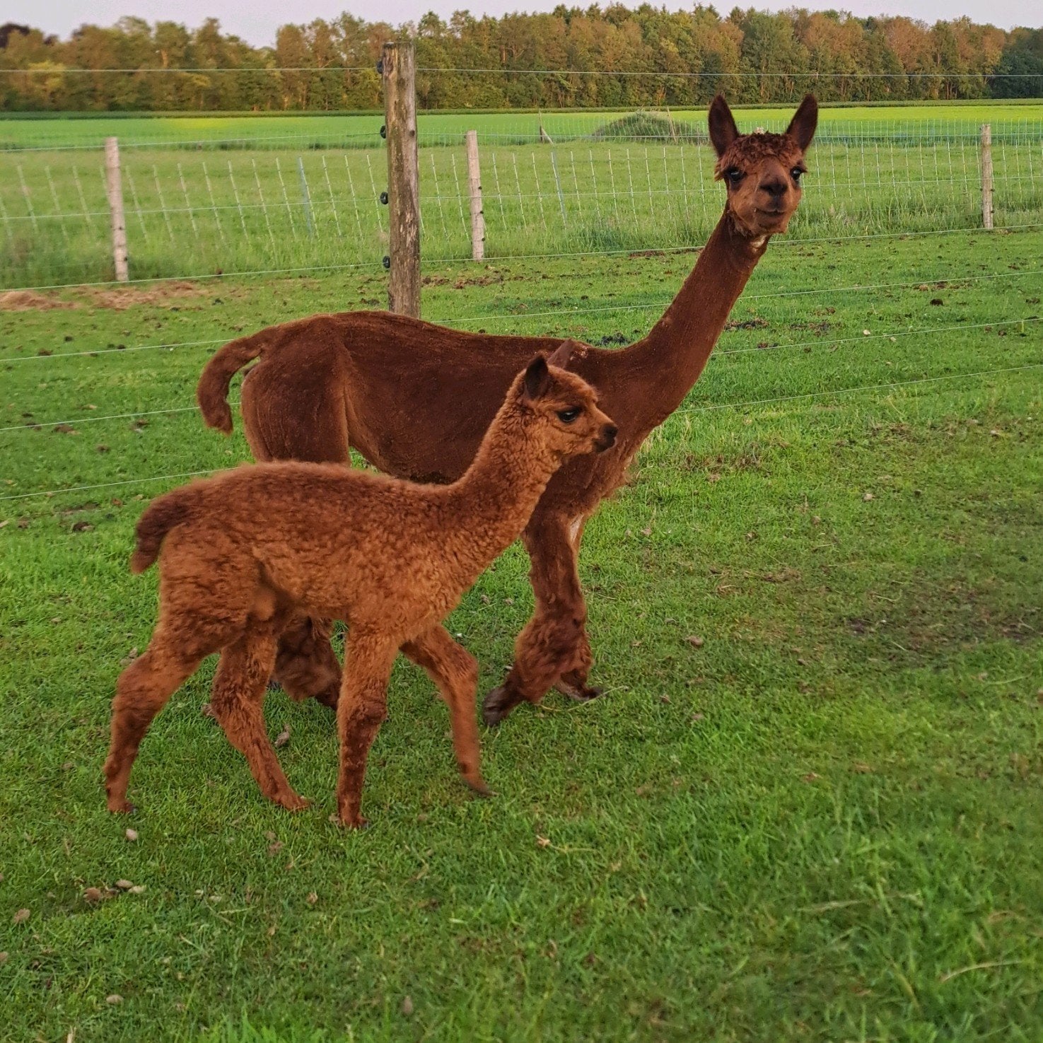 Alpaca merrie met veulen, Dieren en Toebehoren, Meerdere dieren, Geit