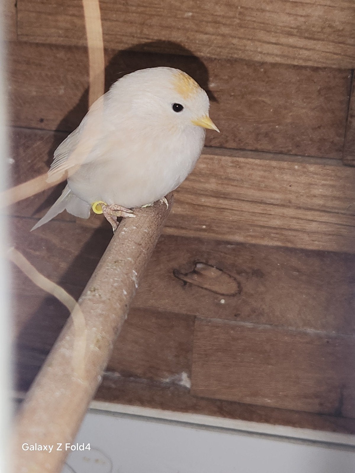 barmsijs, Dieren en Toebehoren, Vogels | Overige Vogels, Vrouwelijk, Wildzangvogel, Geringd
