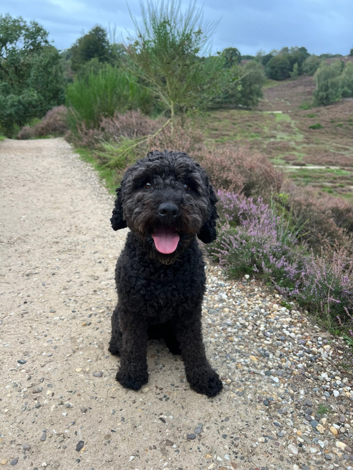 Australian labradoodle x double doodle medium, 8 tot 15 weken, Meerdere, Meerdere dieren, Middel