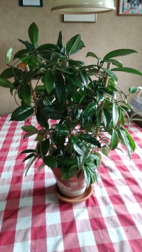 Hoya carnosa (wasbloem), Ophalen, Overige soorten, In pot, Minder dan 100 cm