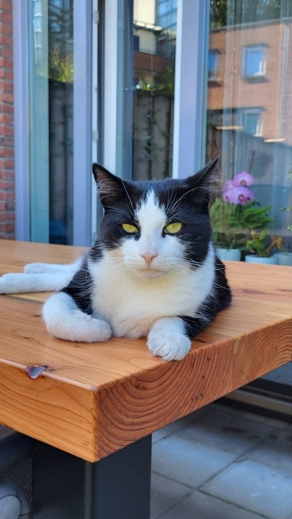 Kat zoekt gouden mandje (diabetes kat), Kater, Kortharig, 6 jaar of ouder