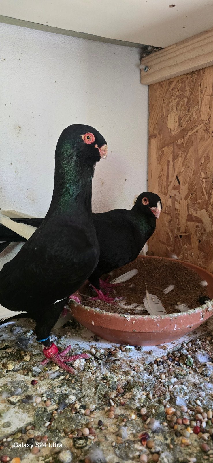Te koop: Prachtig koppel Zwarte Ekster duiven (Meswed) – Top, Dieren en Toebehoren, Meerdere dieren, Postduif