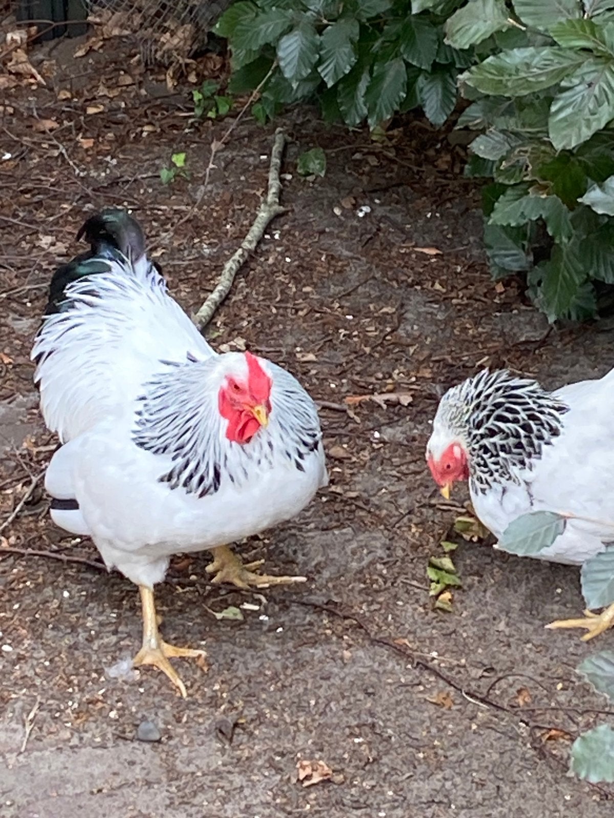 Haan Wyandotte, Dieren en Toebehoren, Mannelijk, Kip