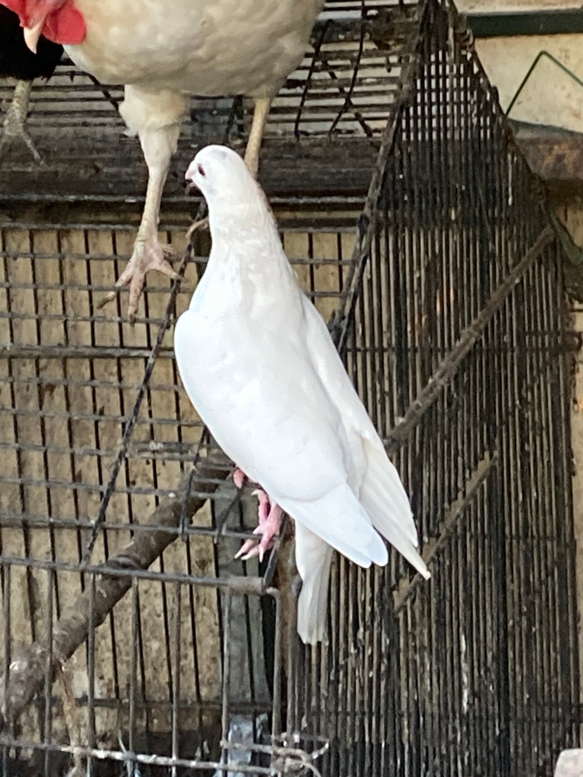 (Post)Duiven, Dieren en Toebehoren, Meerdere dieren, Postduif