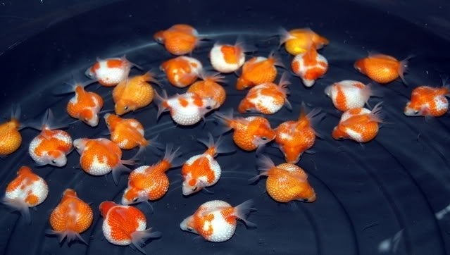 Pearl Scale goudvis mix / Koidreams Valburg, Dieren en Toebehoren, Goudvis(sen)