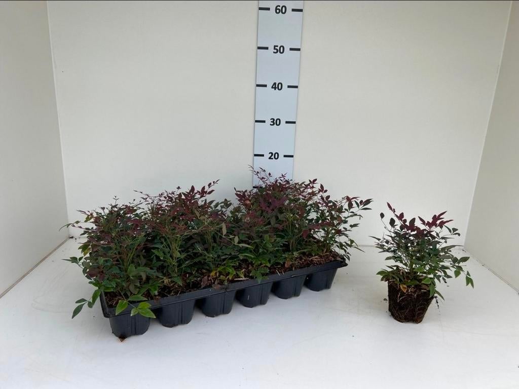 Actie! | Hemels bamboe | Nandina d. 'Obsessed' | Wintergroen, Tuin en Terras, Planten | Tuinplanten, Ophalen of Verzenden, Bloeit niet