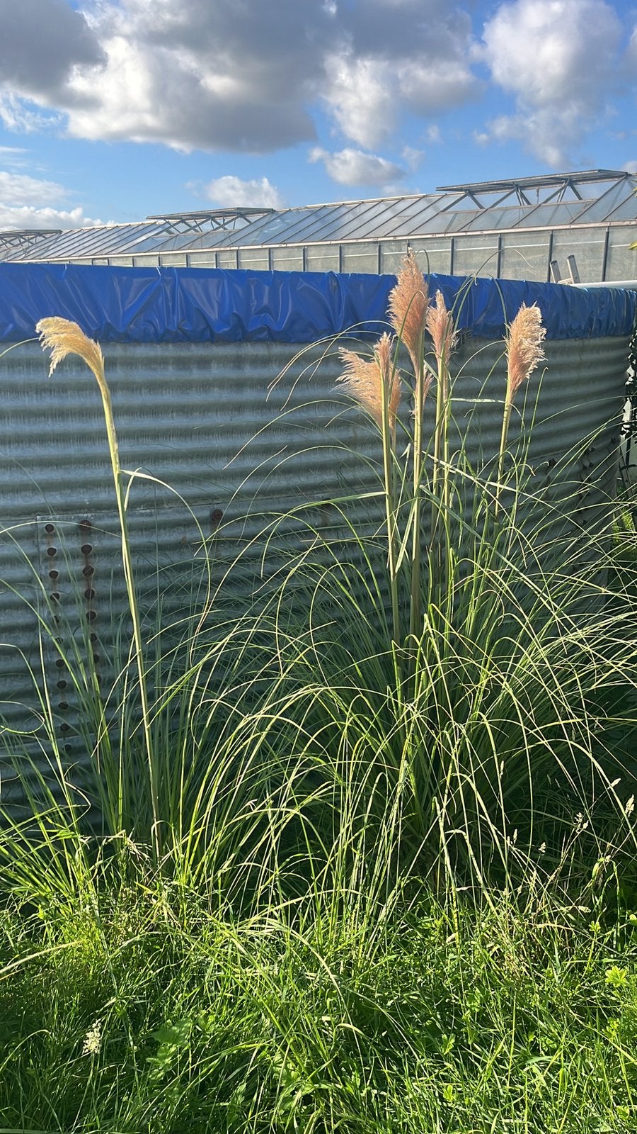 Pampasgras (Cortaderia selloana) met kluit, Overige soorten, 100 tot 250 cm, Zomer, Ophalen