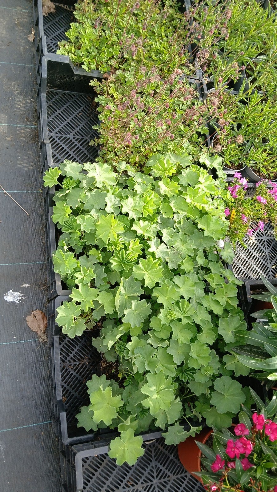Alchemilla Mollis - Vrouwenmantel, Bodembedekkers, Vaste plant, Ophalen of Verzenden, Halfschaduw