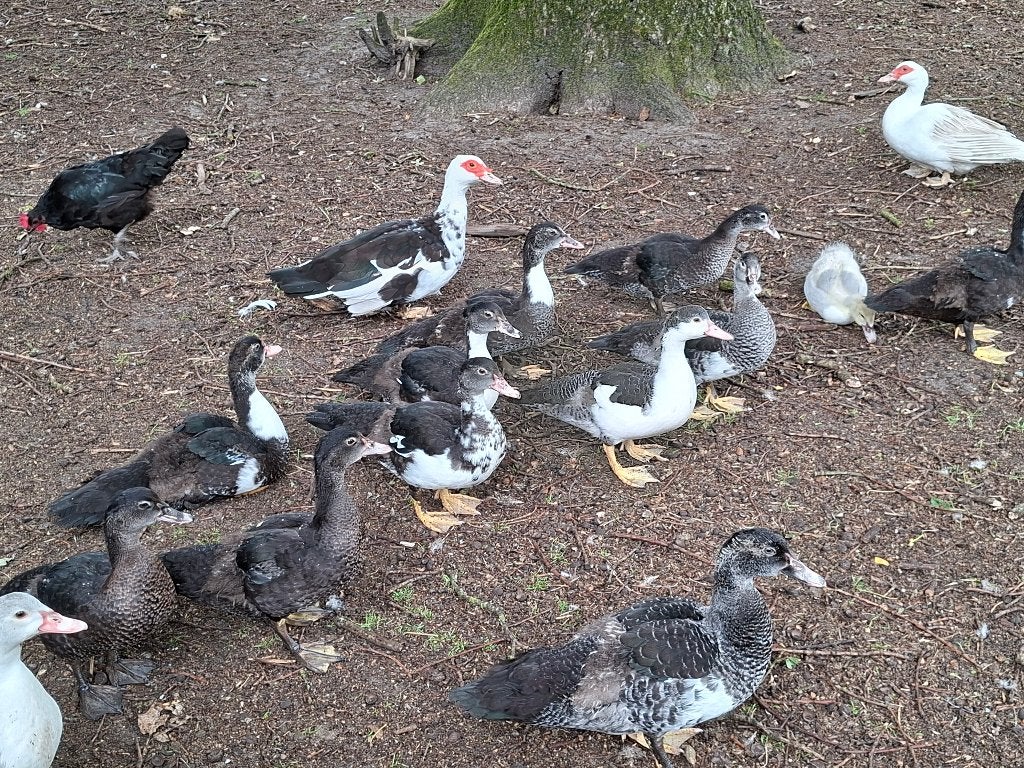 Jonge Muskuseenden, Dieren en Toebehoren, Pluimvee, Meerdere dieren, Eend