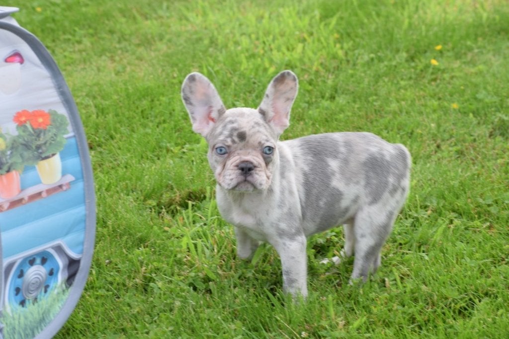 Franse bulldog pups, Dieren en Toebehoren, 15 weken tot 1 jaar, Buitenland, Parvo, Bulldog
