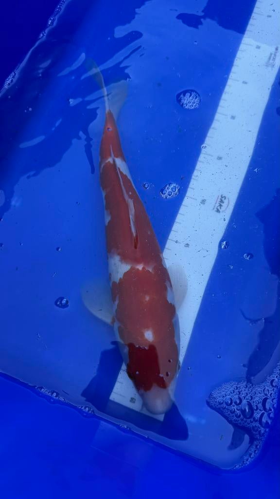 Kohaku, Karper of Koi