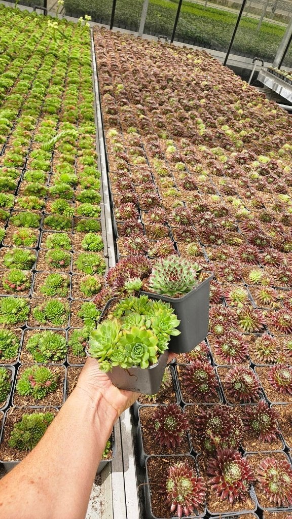 Sempervivum - Rotsplant - diverse kleuren, Ophalen of Verzenden, Vaste plant, Bodembedekkers, Volle zon