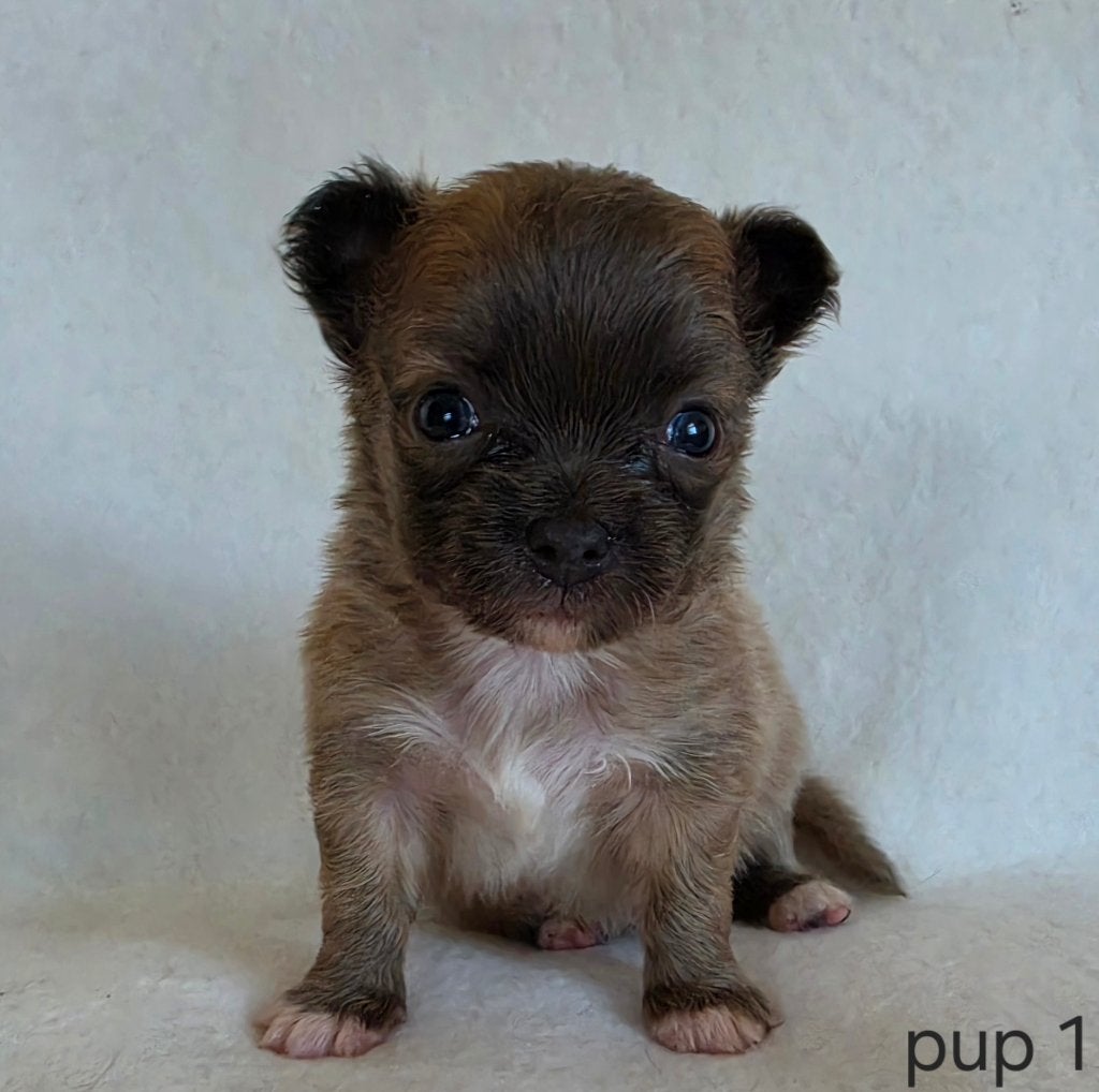 Chihuahua pups, Dieren en Toebehoren, Honden | Chihuahua's en Gezelschapshonden, België, Particulier, 8 tot 15 weken, Parvo