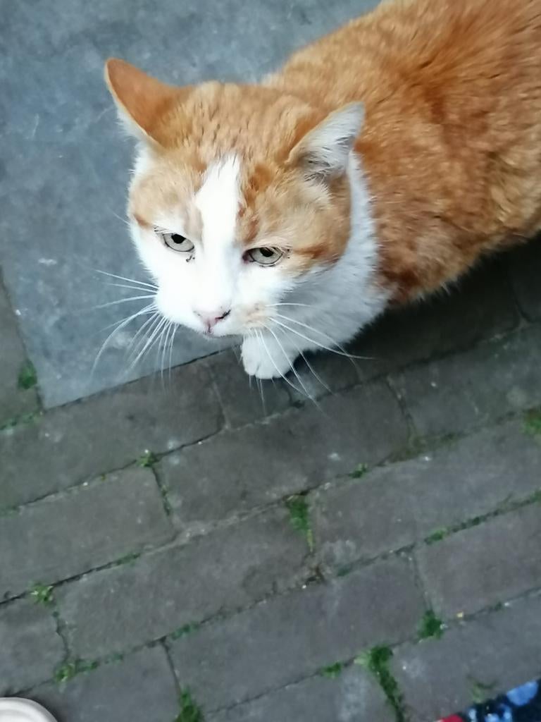 Gezocht thuis., Dieren en Toebehoren, Katten en Kittens | Dekkaters