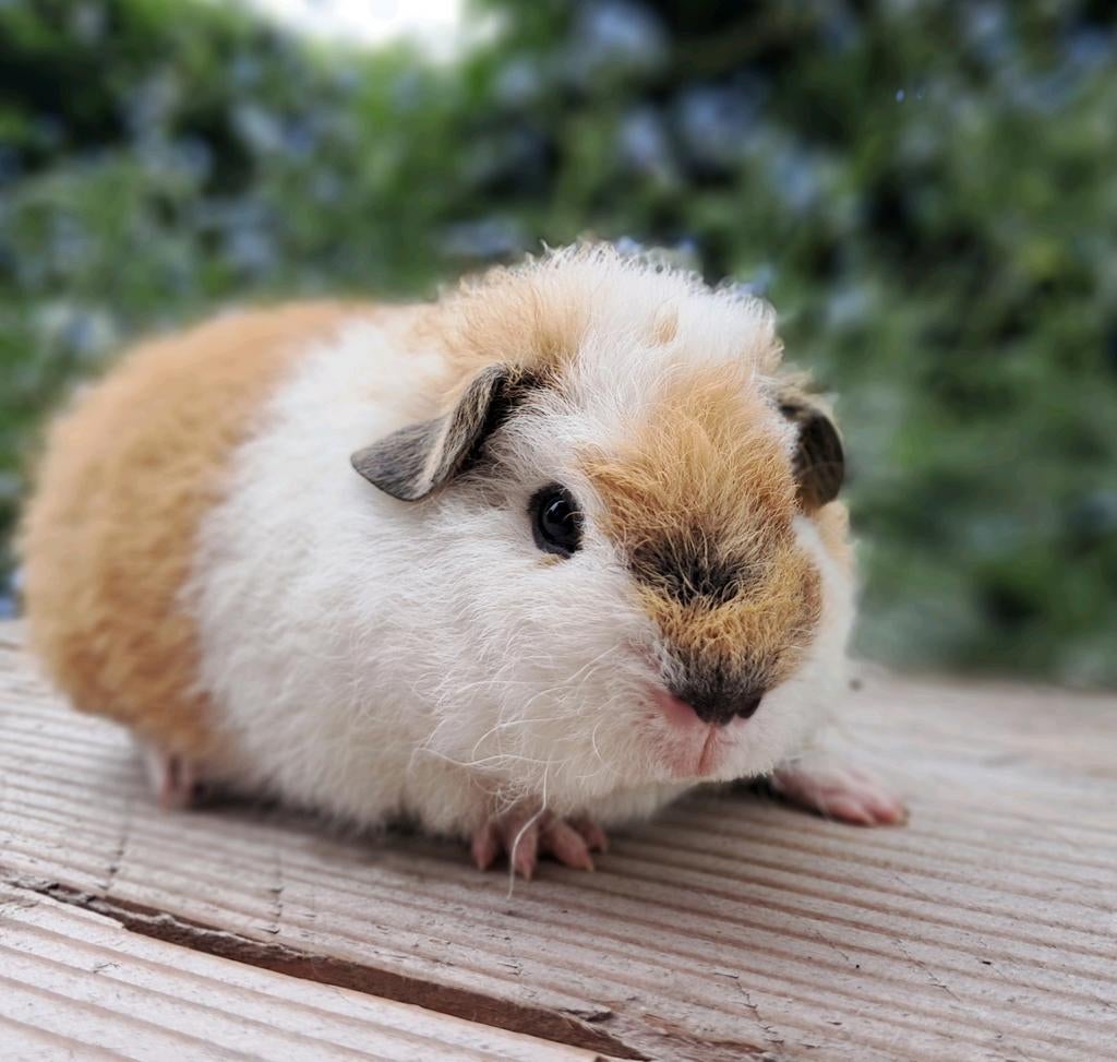 Lief jong rex cavia beertje!, Cavia, April, Mannelijk, Tam