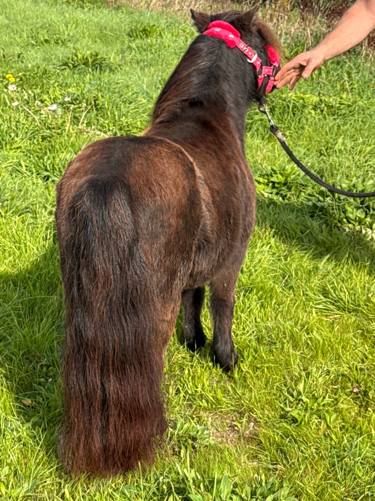 ❤️prachtige smokey black mini kinderpony❤️, Dieren en Toebehoren, Merrie, Met stamboom, Niet van toepassing, 0 tot 2 jaar
