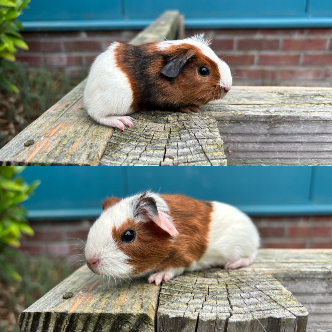 Gladharige cavia beer (14 September 2026), Cavia, Mannelijk, Tam, September