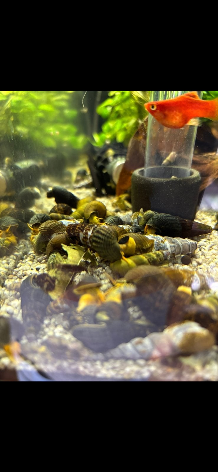 Sulawesi slakken Tylomelania, Dieren en Toebehoren, Slak of Weekdier