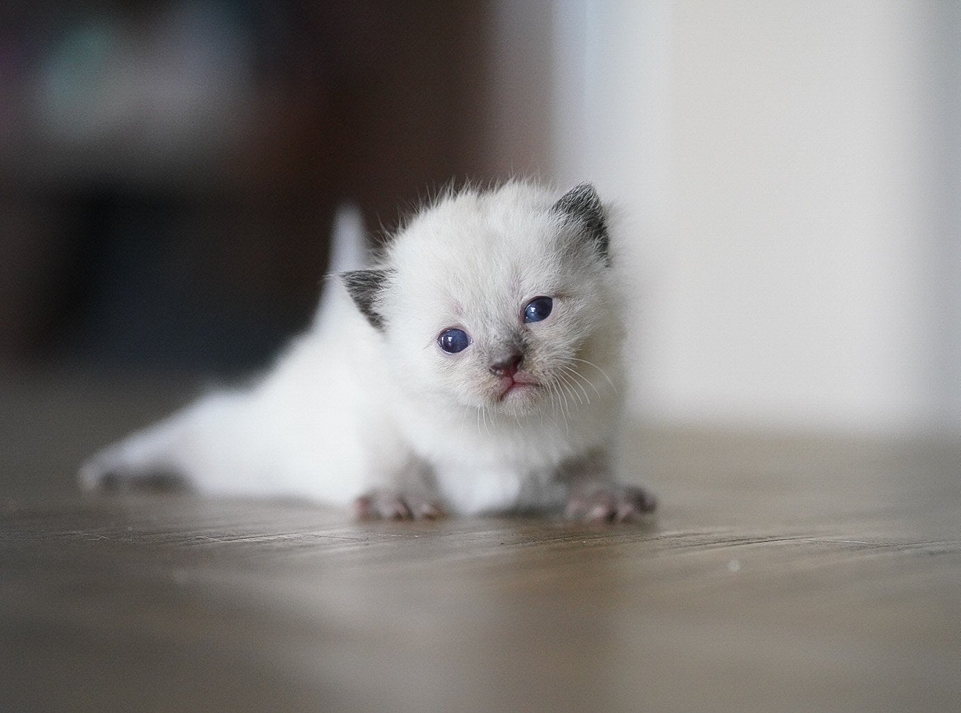 Kruising ragdoll kittens (korthaar), Meerdere dieren, Kortharig, 0 tot 2 jaar