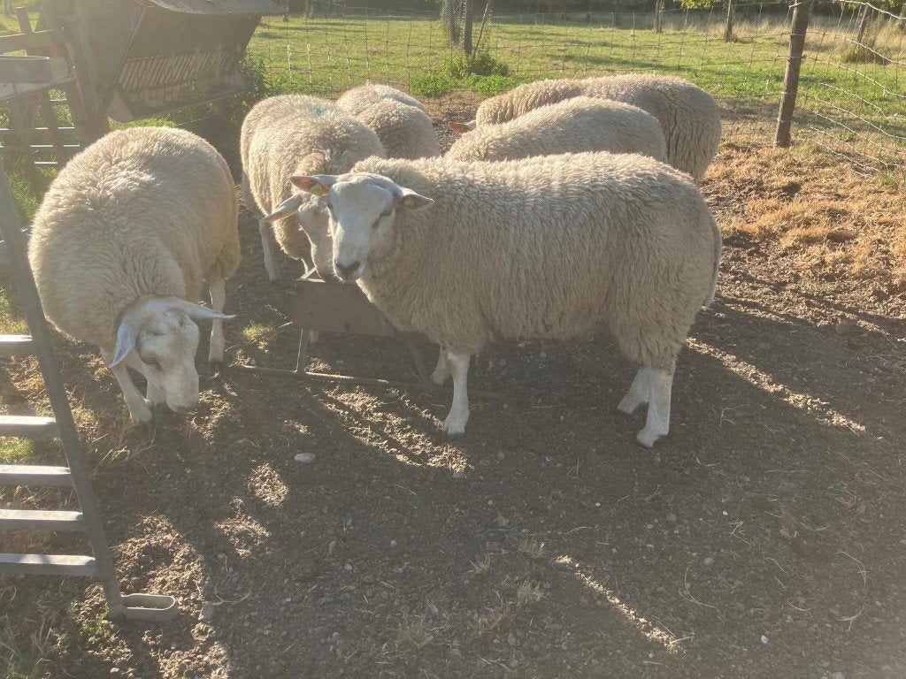 dek rammen, Swifters, dubbel ARR-ARR ,Miomax, rotkreupelvrij, Mannelijk, Schaap, 0 tot 2 jaar