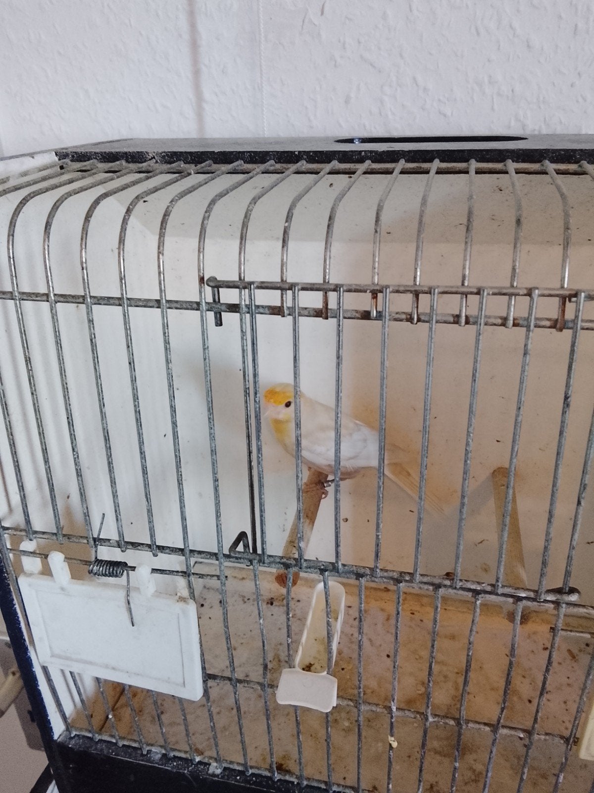 Tk roodmus man 2023 geringt zeer mooi zie foto, Dieren en Toebehoren, Vogels | Overige Vogels, Mannelijk