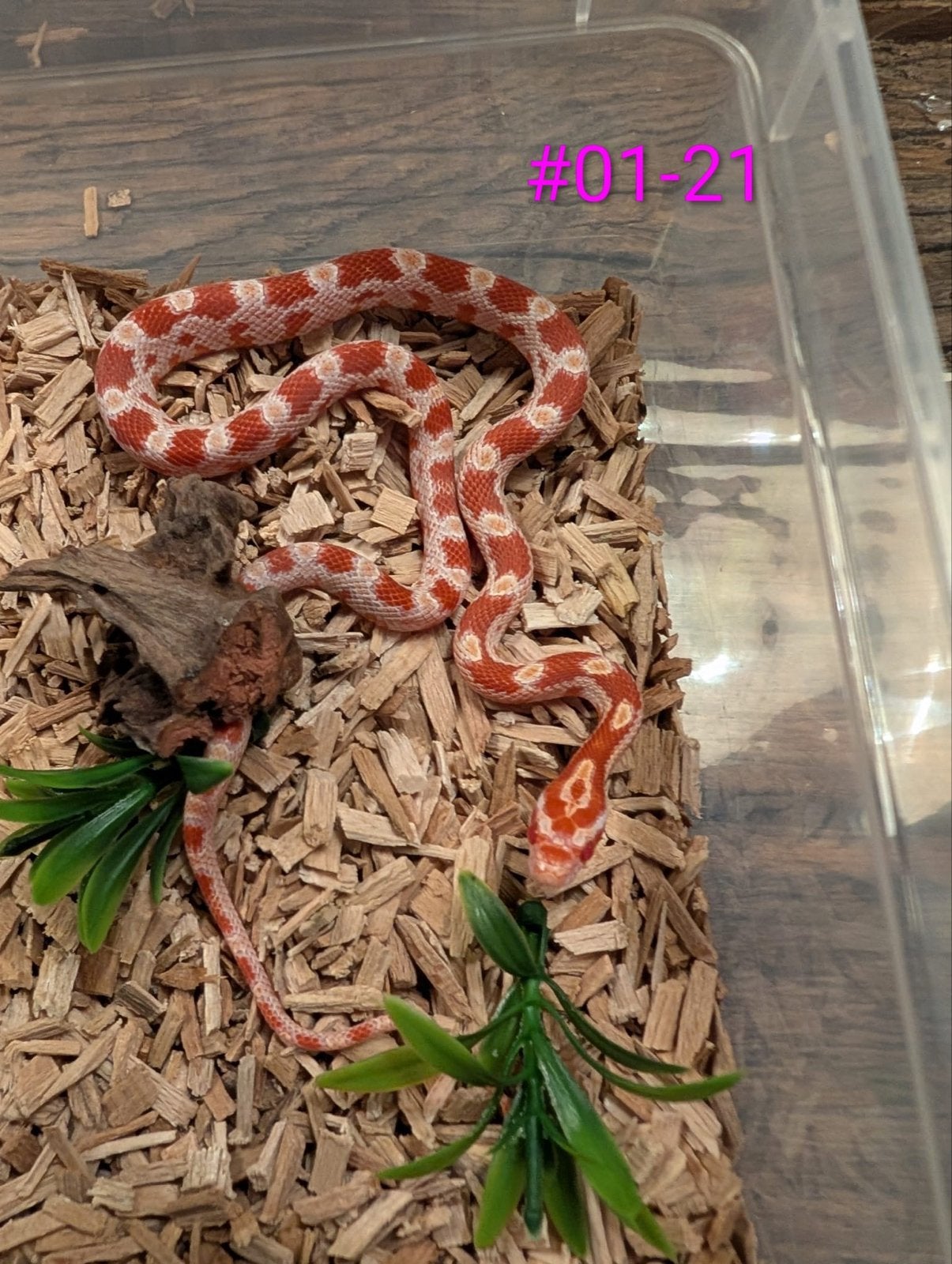 Jonge Amel Rattenslangen het Palmetto Rat Snake photo 7