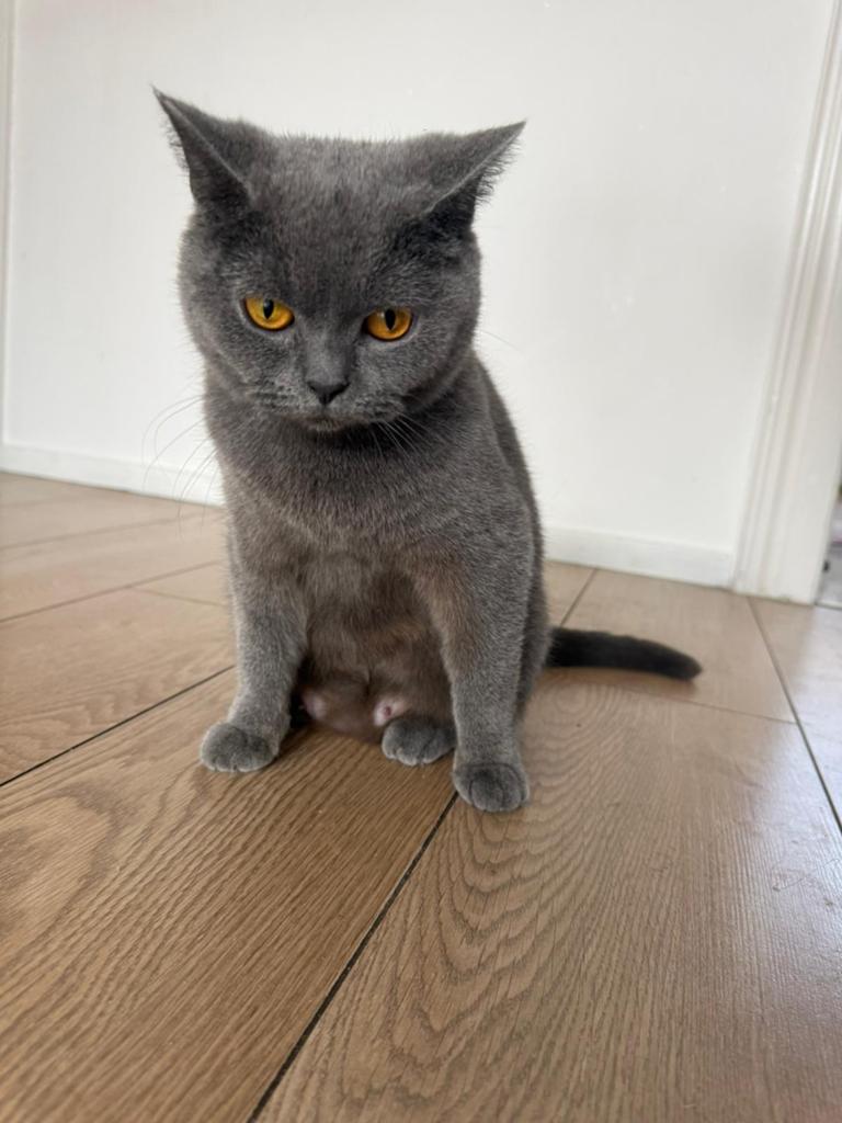Britse korthaar poes, Kater, Ontwormd, 0 tot 2 jaar