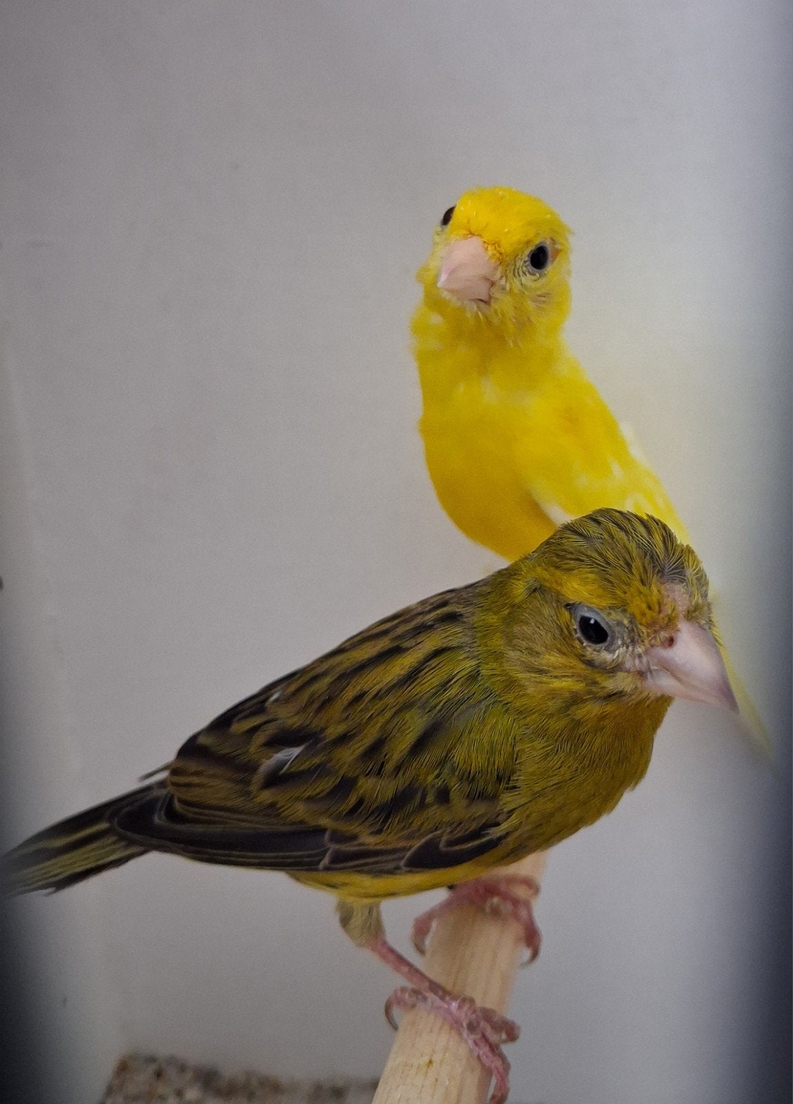 kanaries Raza Espagnol, Dieren en Toebehoren, Vogels | Kanaries, Meerdere dieren, Postuurkanarie
